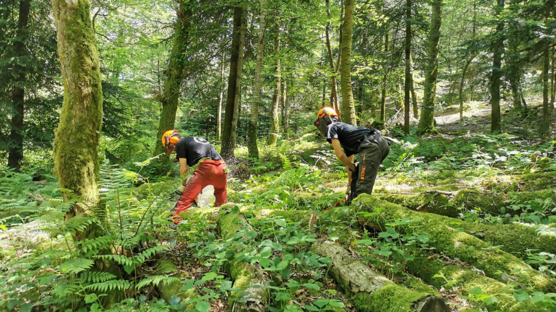 Formation forêt